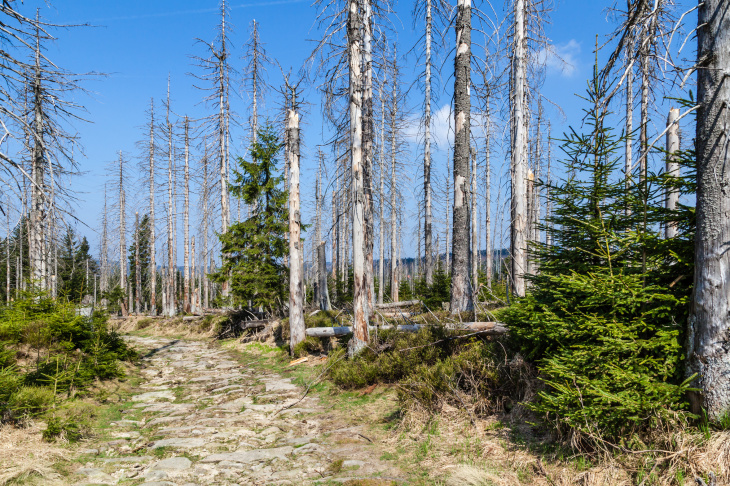 Wald im Harz mit Borkenkaeferbefall